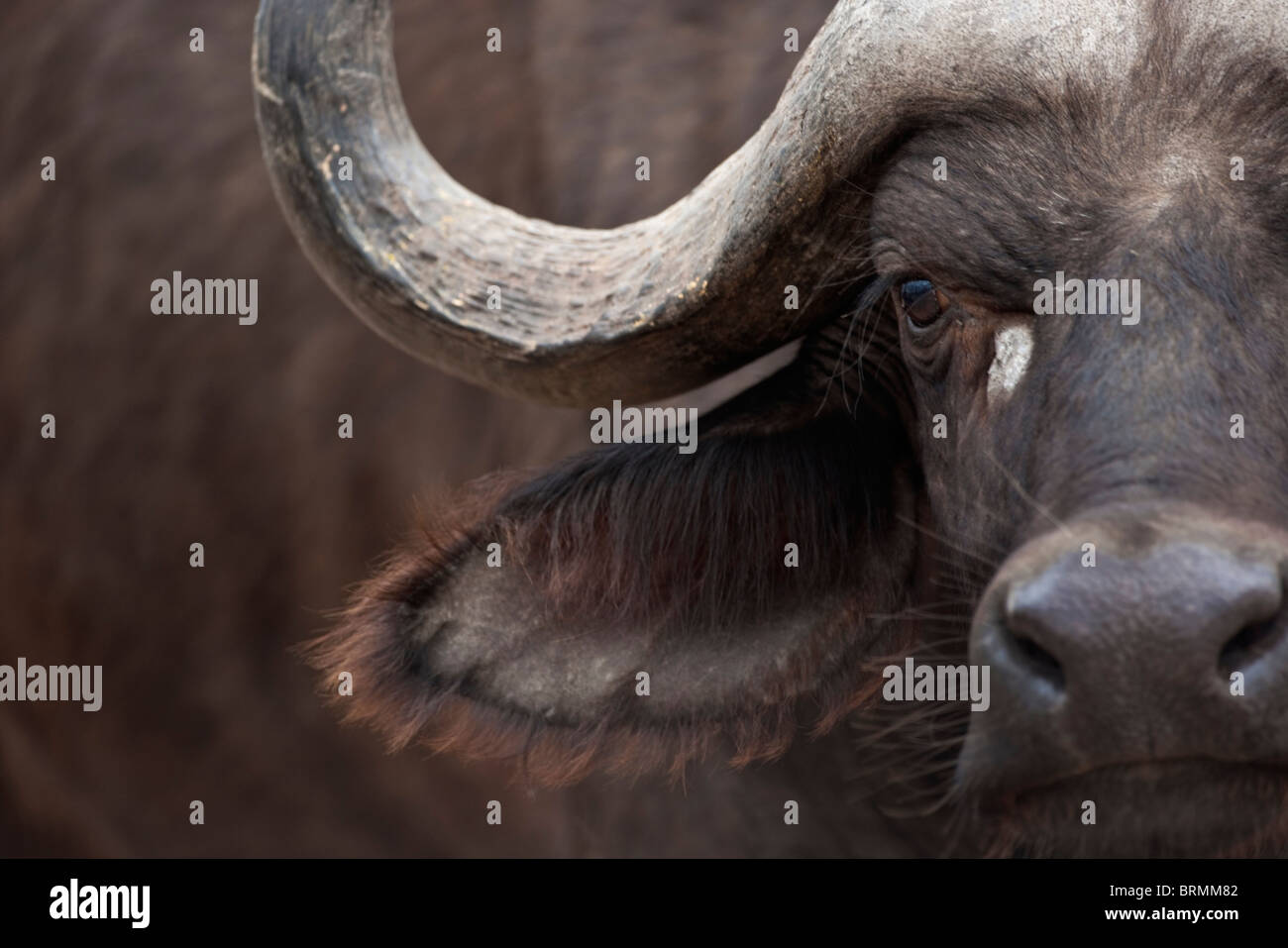 Tight frontal portrait of a buffalo with a gentle face Stock Photo