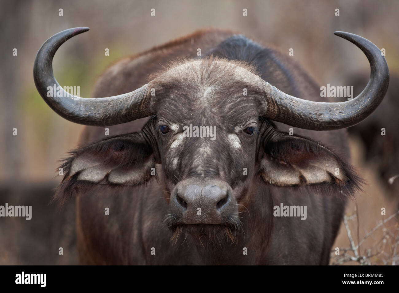 Frontal portrait of female buffalo  with neat, symmetrical horns Stock Photo