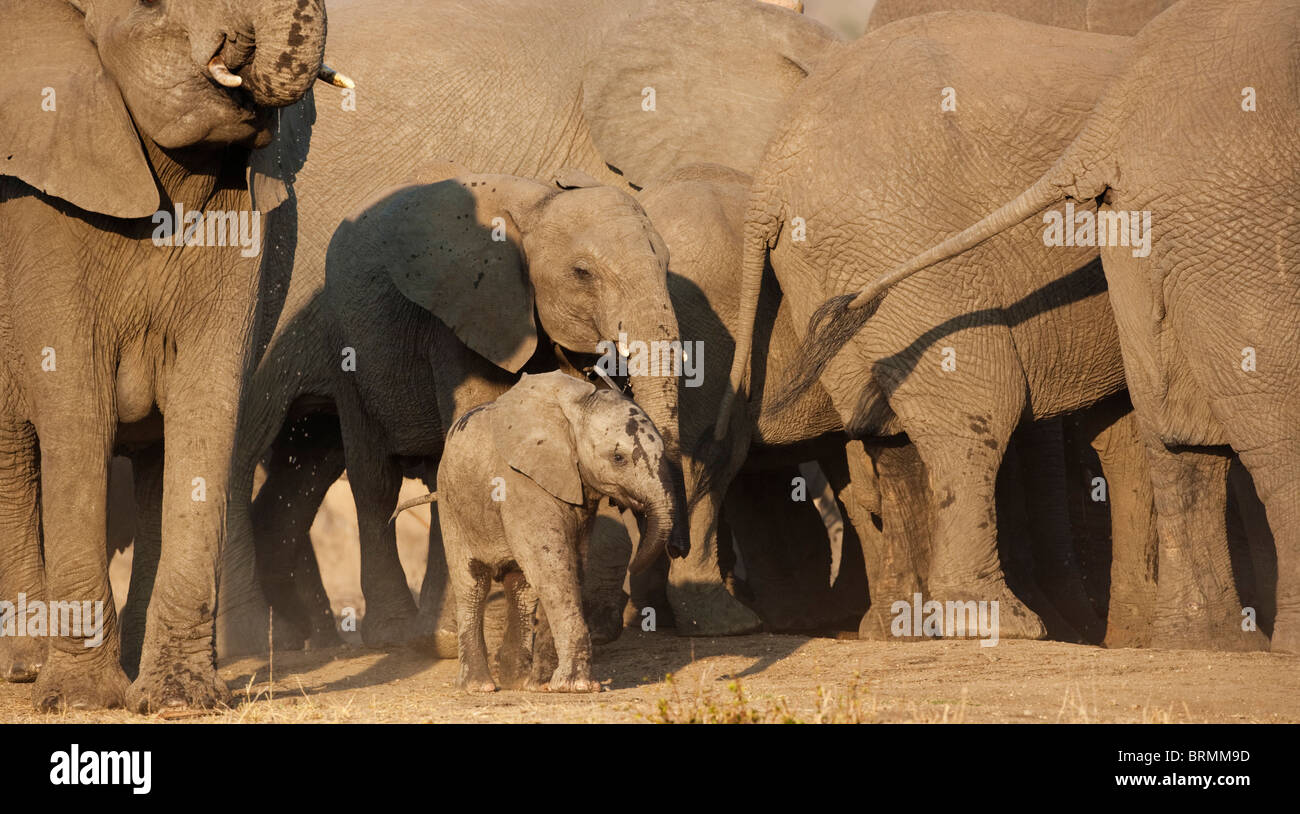 An excited young elephant amongst a breeding herd drinking at a waterhole during the dry season Stock Photo