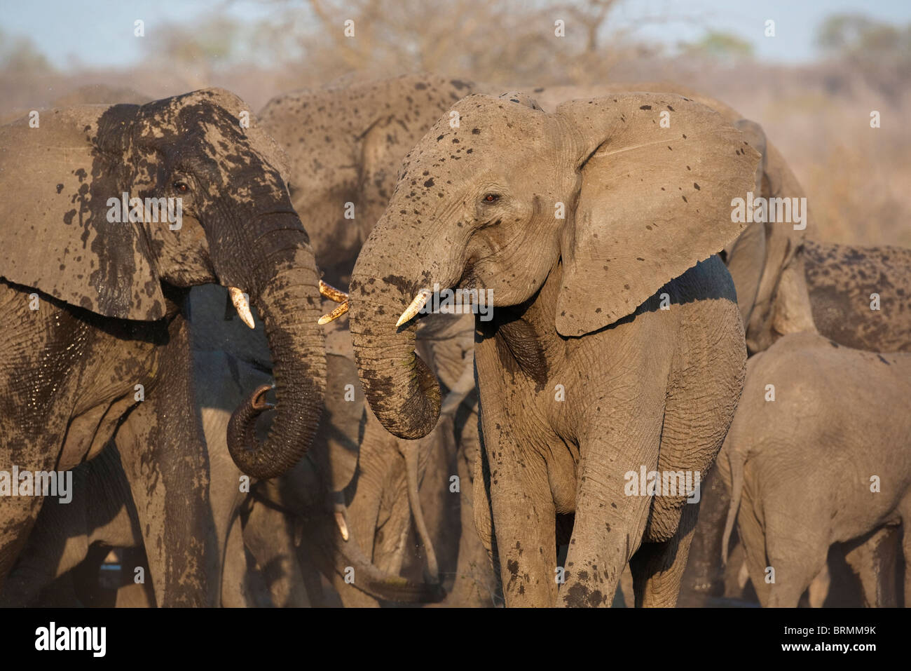Portrait of water-splattered elephants at a waterhole during the dry season Stock Photo