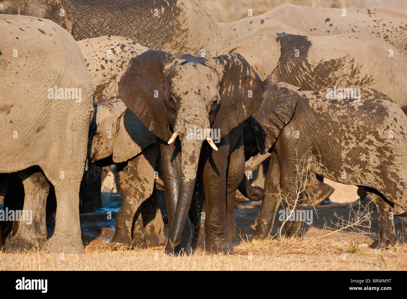 Head on image of a juvenile water-splattered baby elephant after drinking at a waterhole Stock Photo