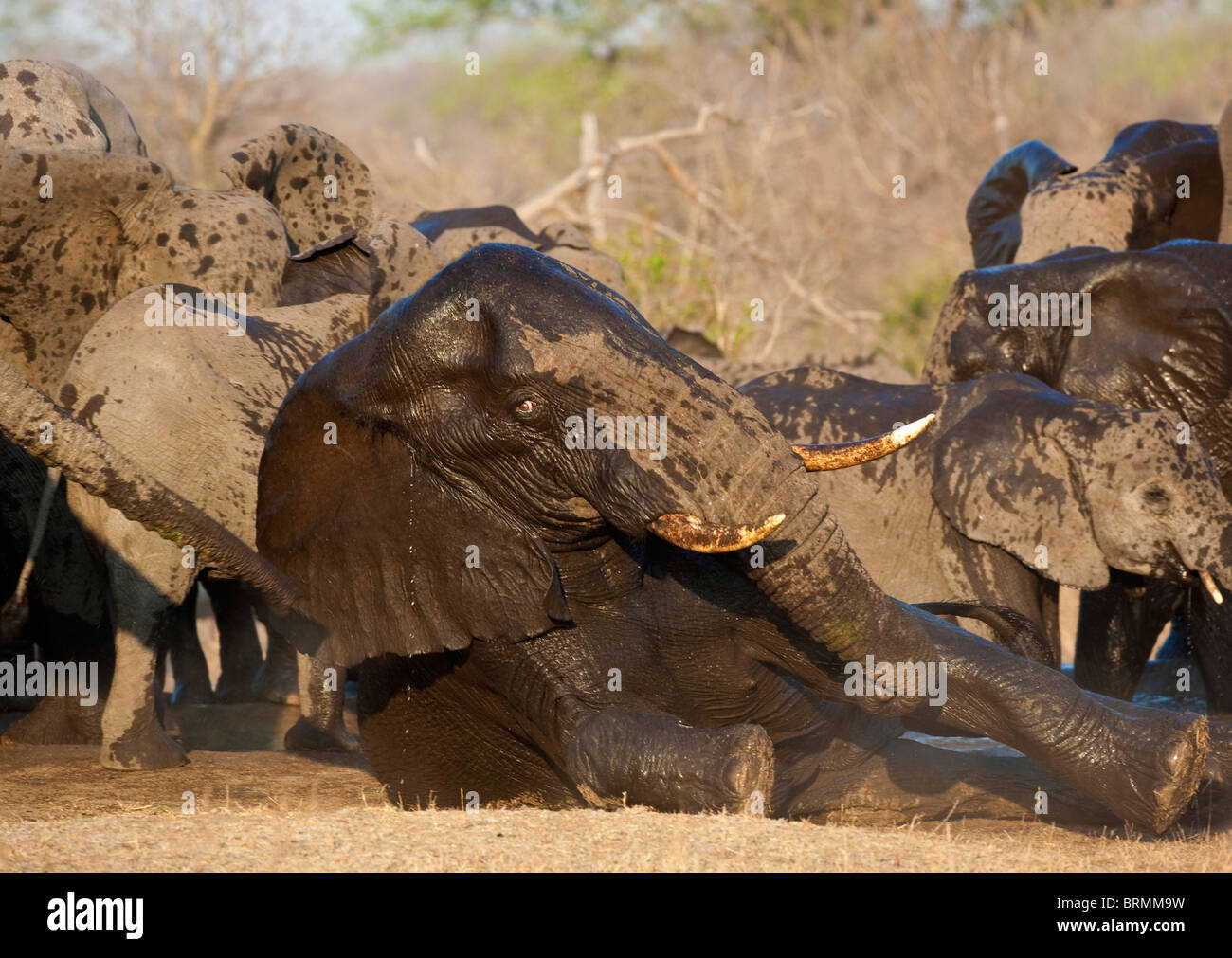 A wet bull elephant lying down on the ground with a breeding herd drinking in the background Stock Photo