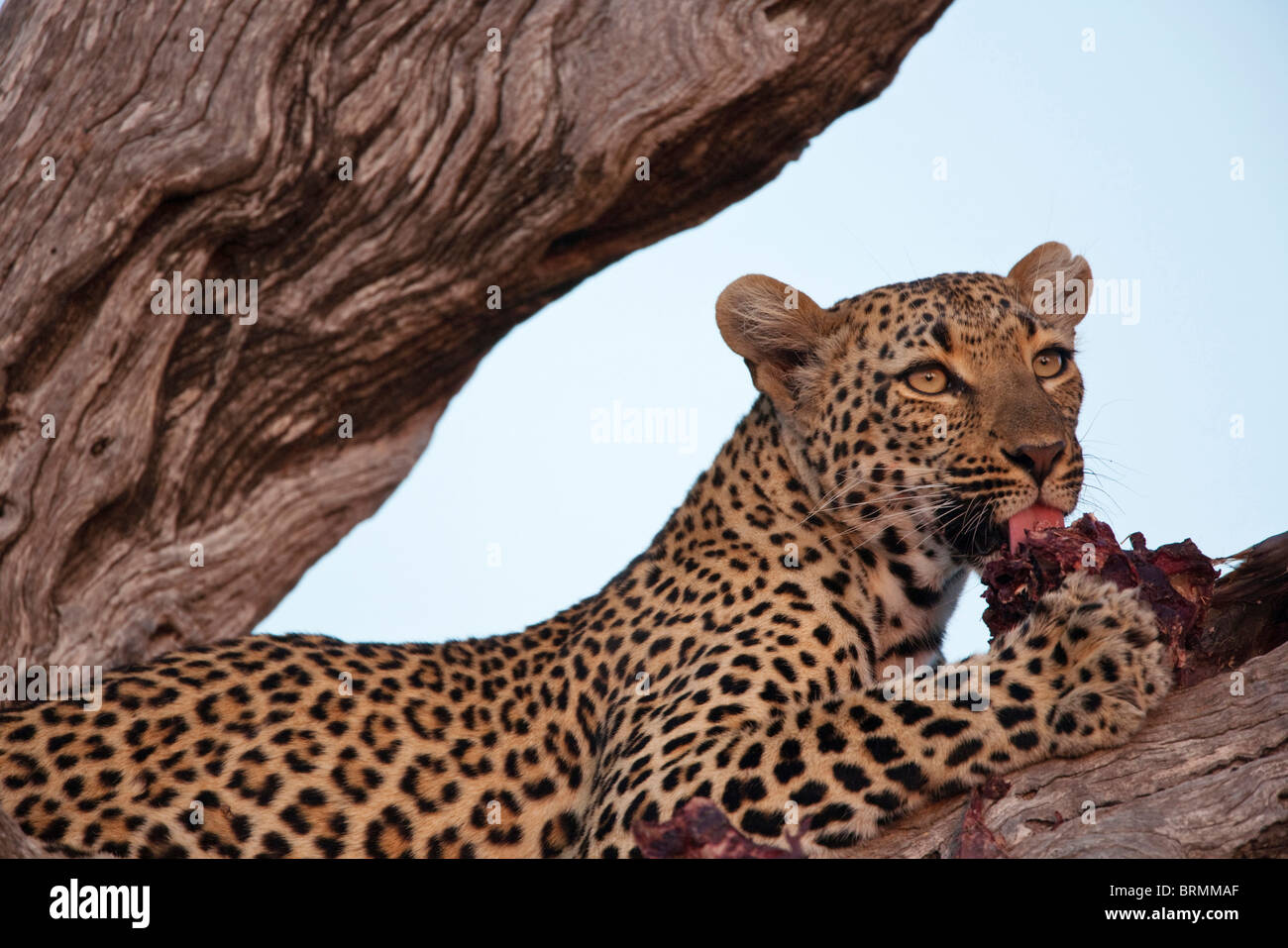 Tight portrait of a female leopard feeding on a kill hoisted in a  leadwood tree Stock Photo