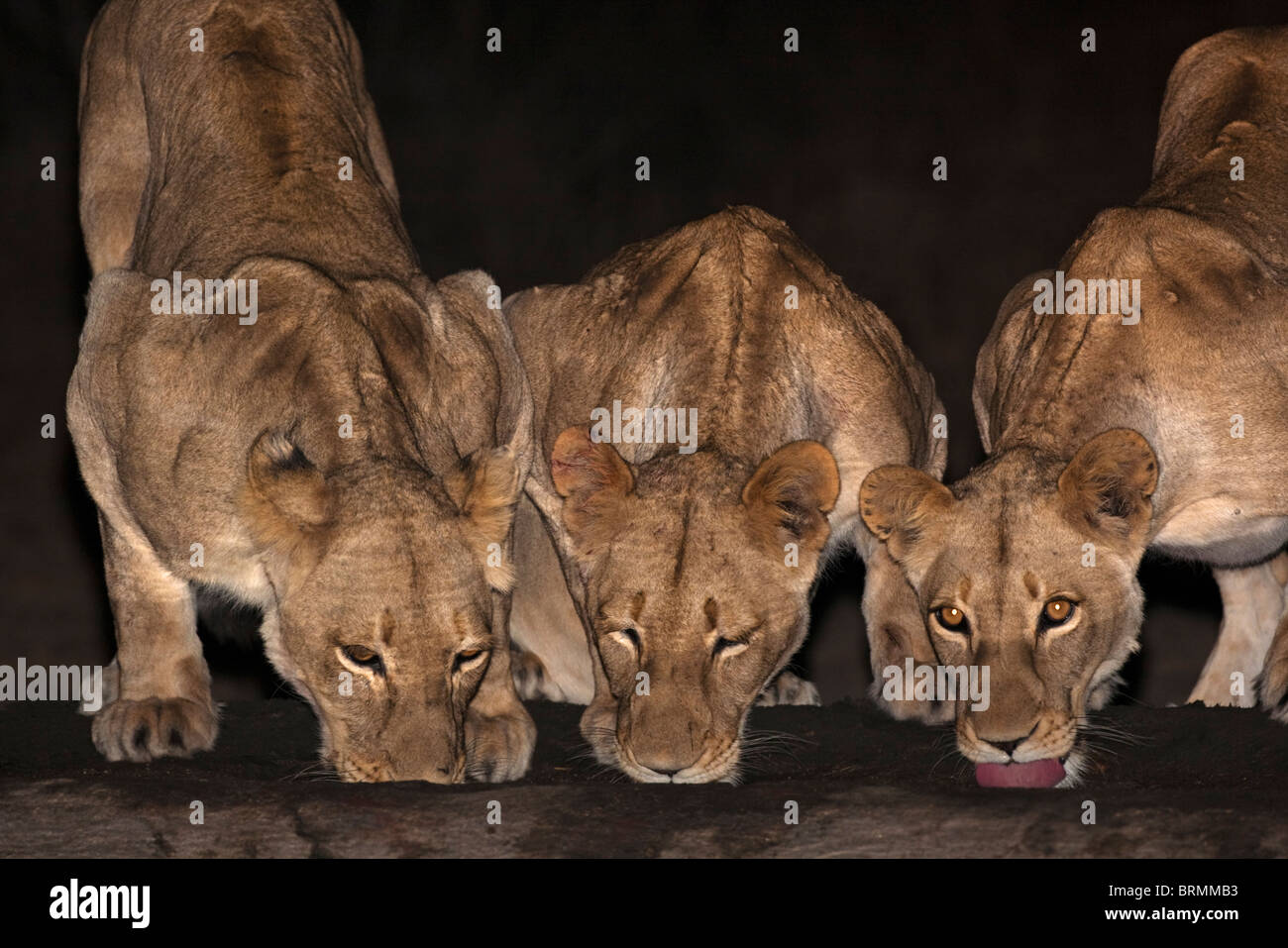 Three female lions drinking side-by side at night Stock Photo