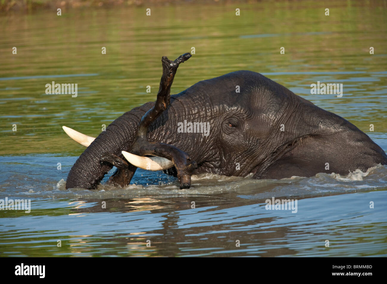 Portrait of a bull elephant playing with a log while swimming in a waterhole Stock Photo