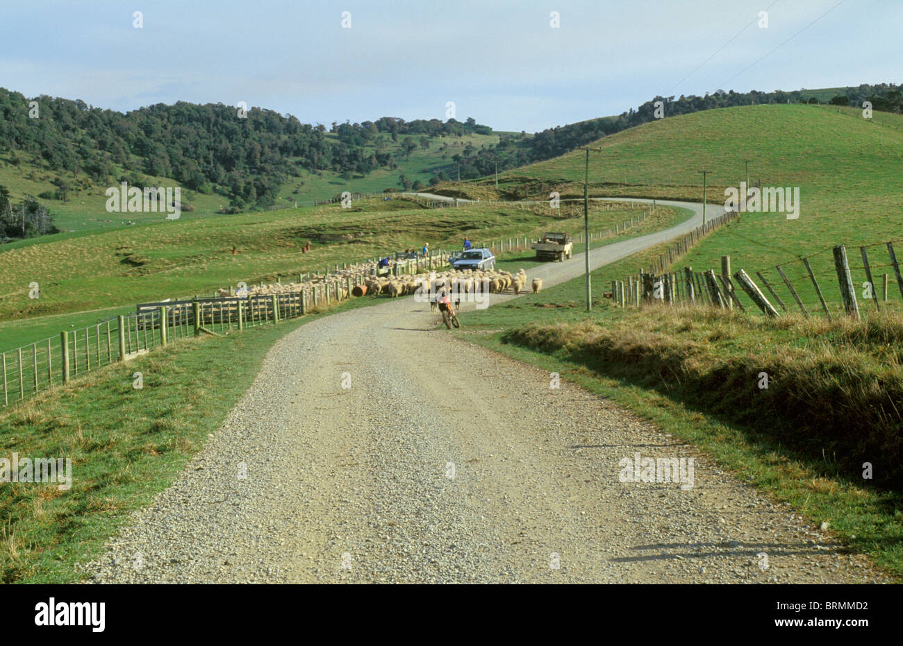 Rural scene with a flock of sheep being herded along a gravel road ...