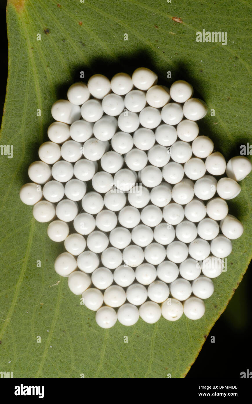 Worm eggs hires stock photography and images Alamy