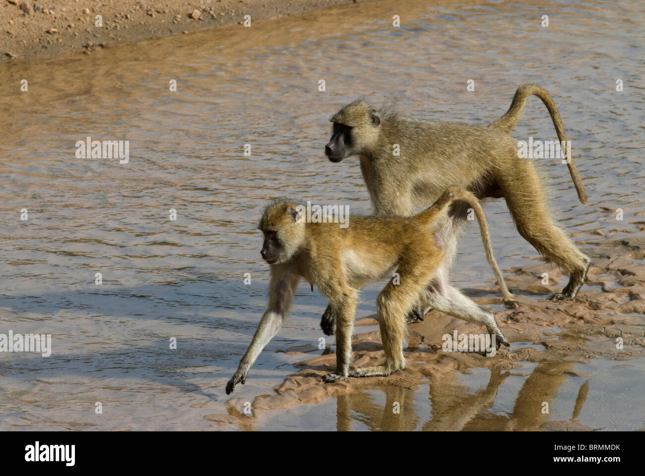 Pair of yellow baboons walking across a stream Stock Photo