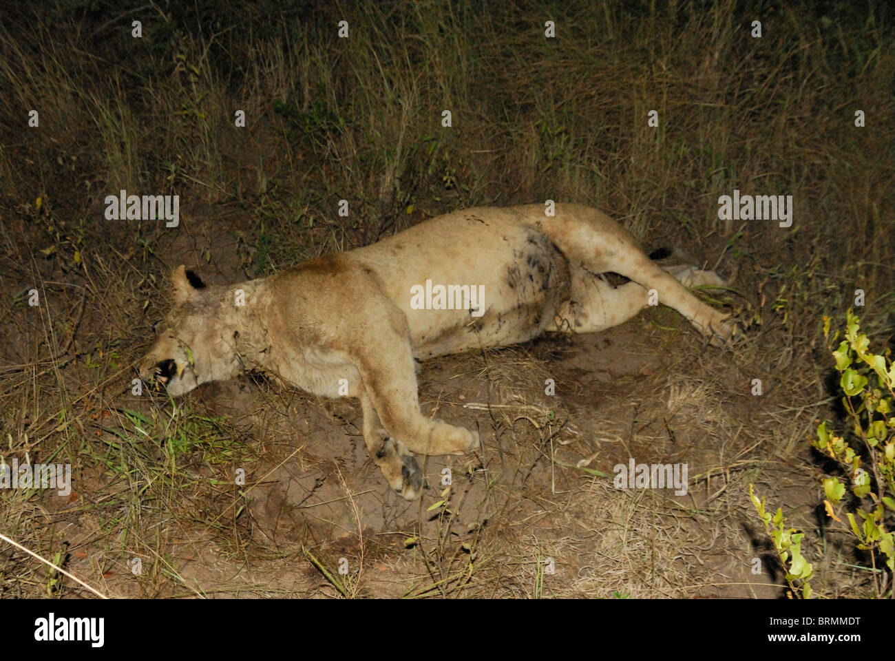 Carcass of lioness killed by male lions Stock Photo