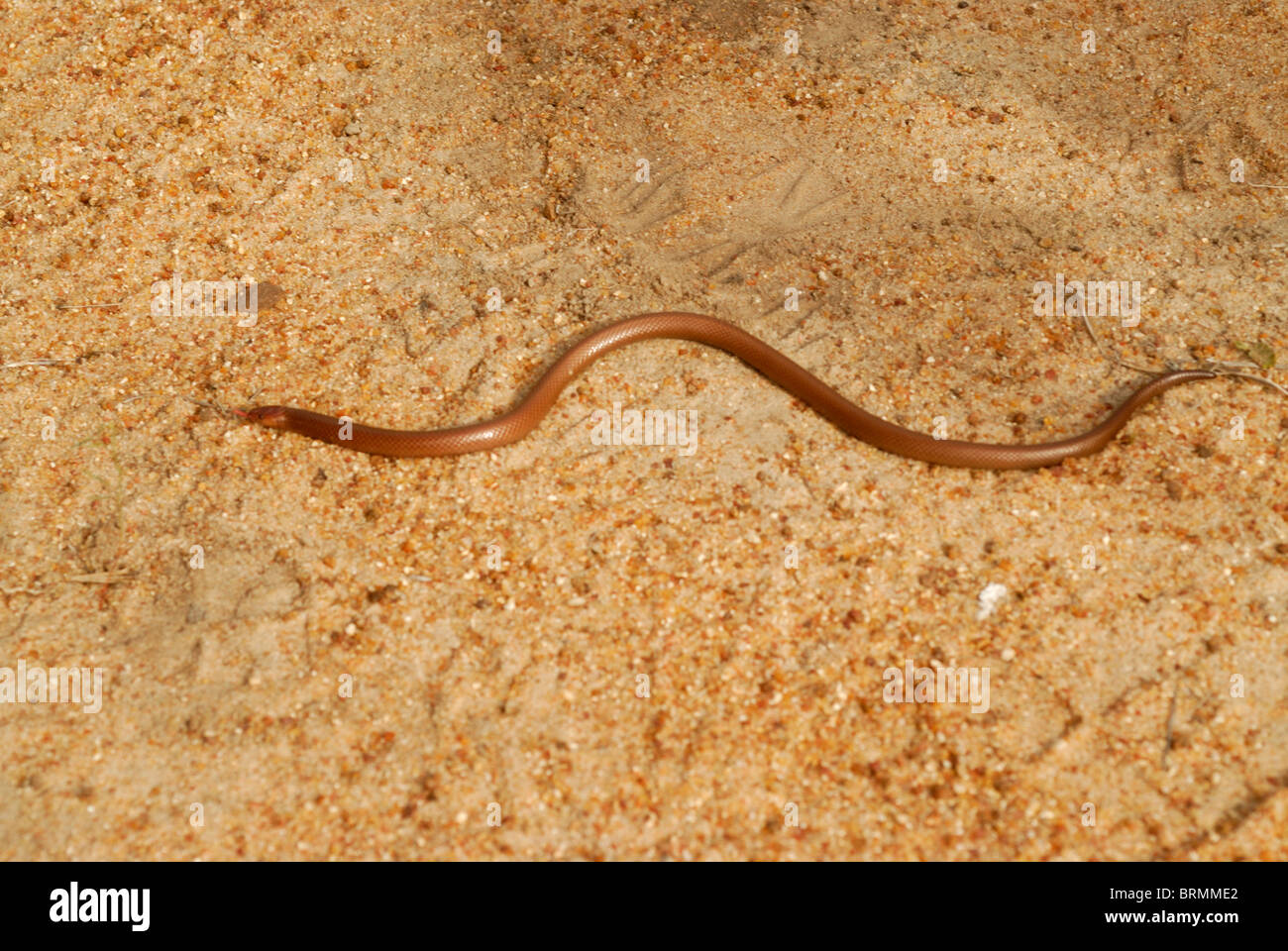 Purple glossed snake slithering along the sand Stock Photo