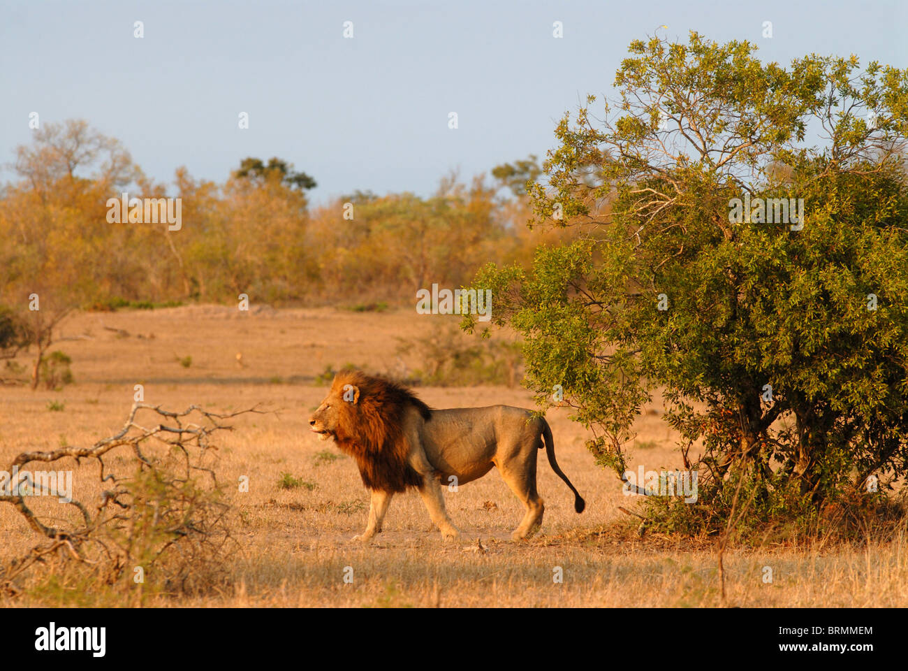 Mature male lion hi-res stock photography and images - Alamy