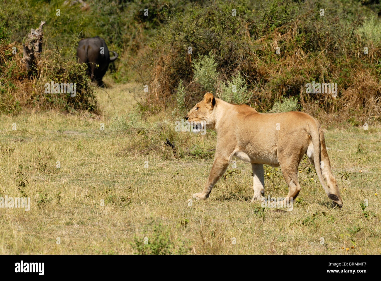 Lioness stalking a buffalo Stock Photo