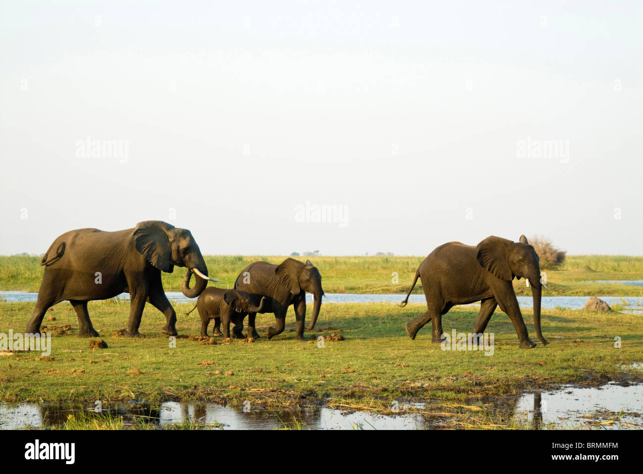 Elephant breeding herd walking near a river Stock Photo