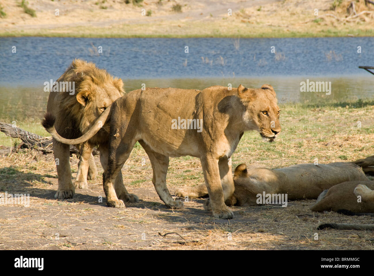 Lion sniffing a lioness Stock Photo