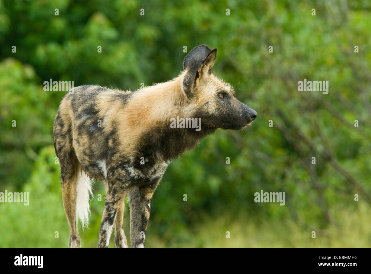 A single wild dog alert and watchful Stock Photo