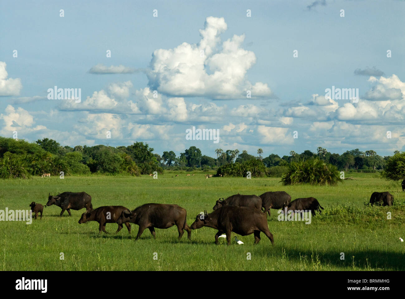 Buffalo herd walking through a fertile piece of land Stock Photo