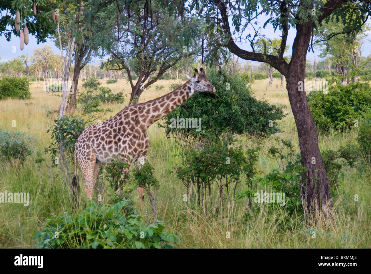 Giraffe standing amongst trees with its neck lowered and eating leaves Stock Photo