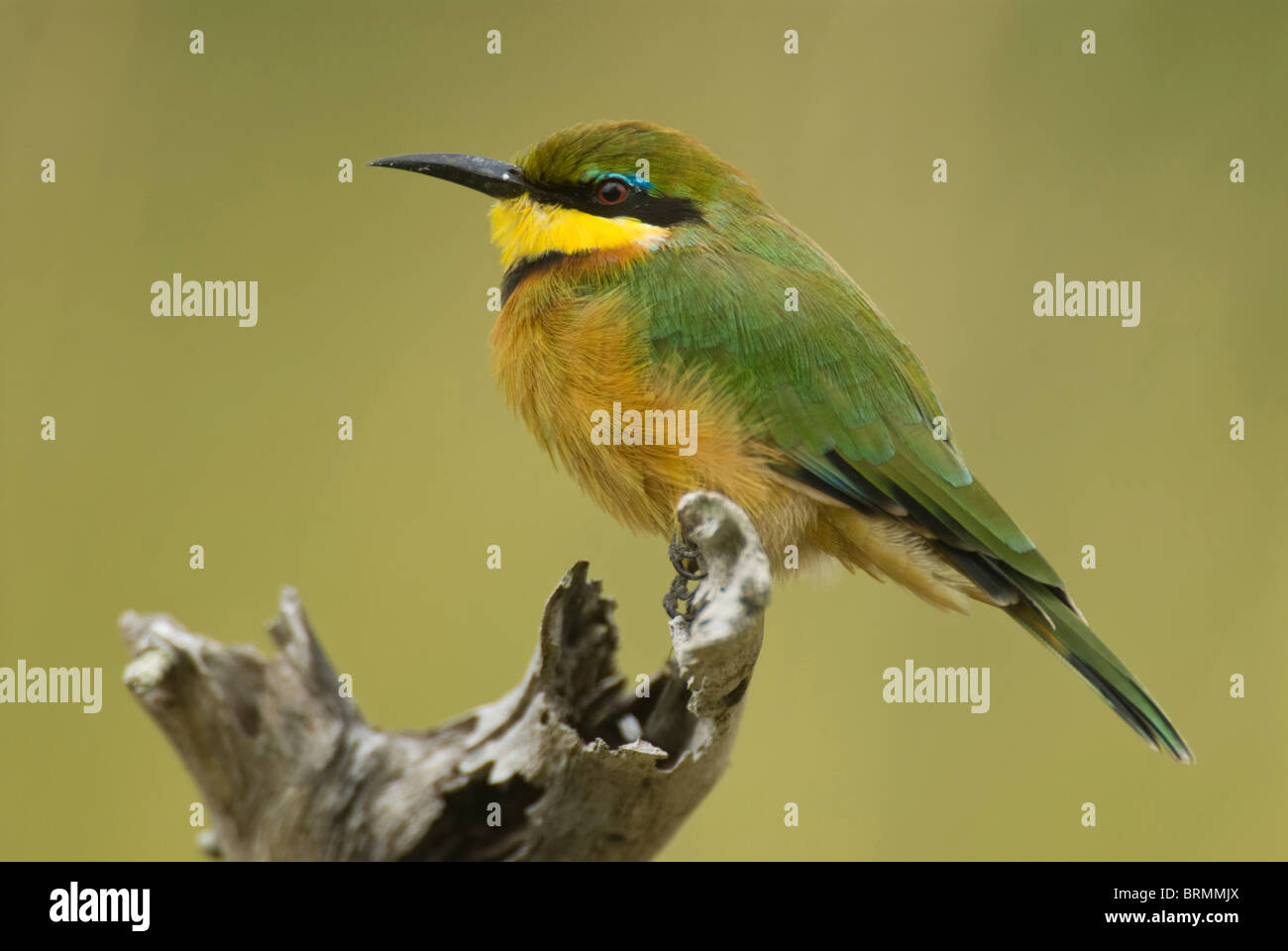 Little Bee-eater perched on a dry tree stump Stock Photo