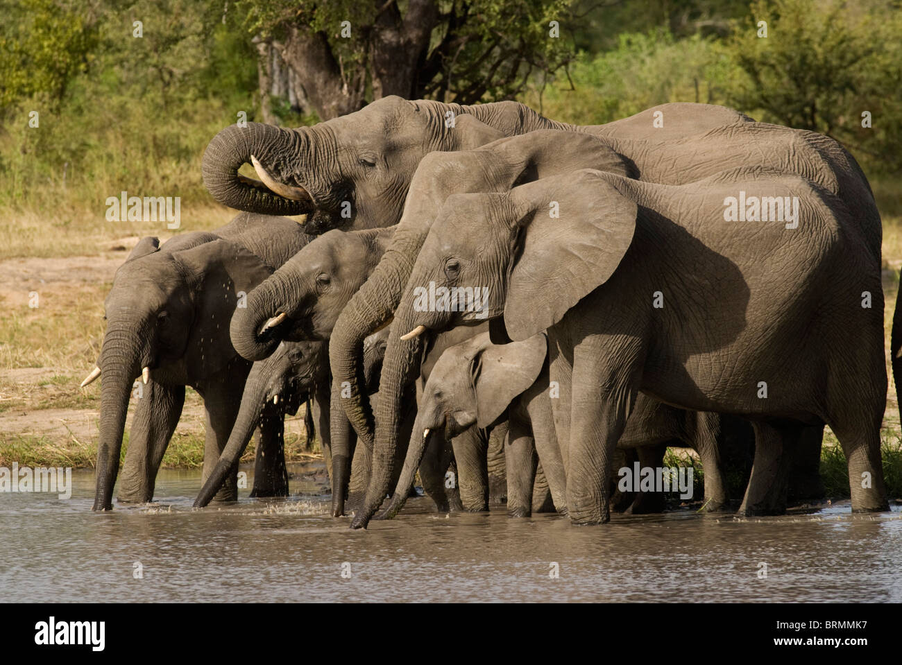 Side view of elephants with outstretched and curled trunks drinking water from waterhole Stock Photo