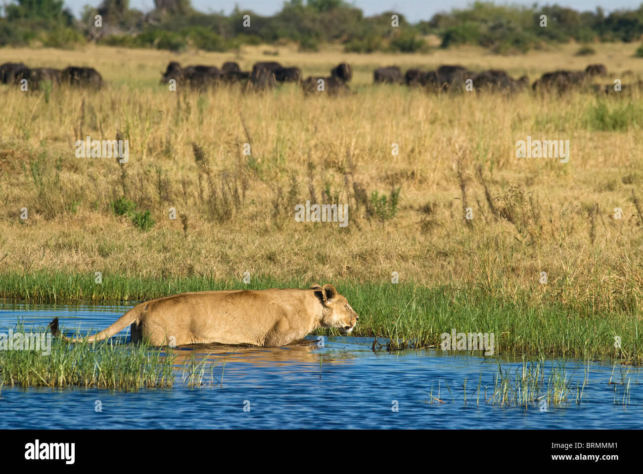 Lioness wading through river stalking buffalo Stock Photo