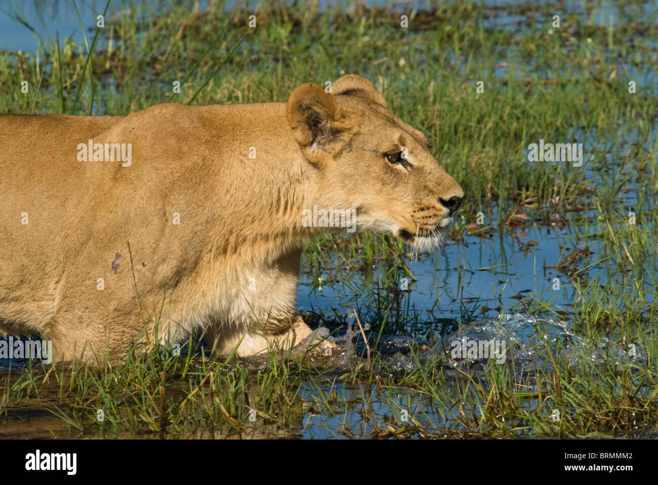 Close up of a lioness wading through river Stock Photo