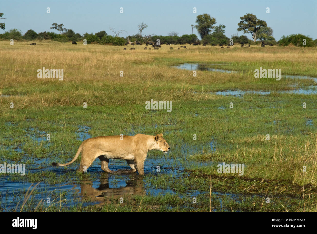 Lioness wading through river Stock Photo