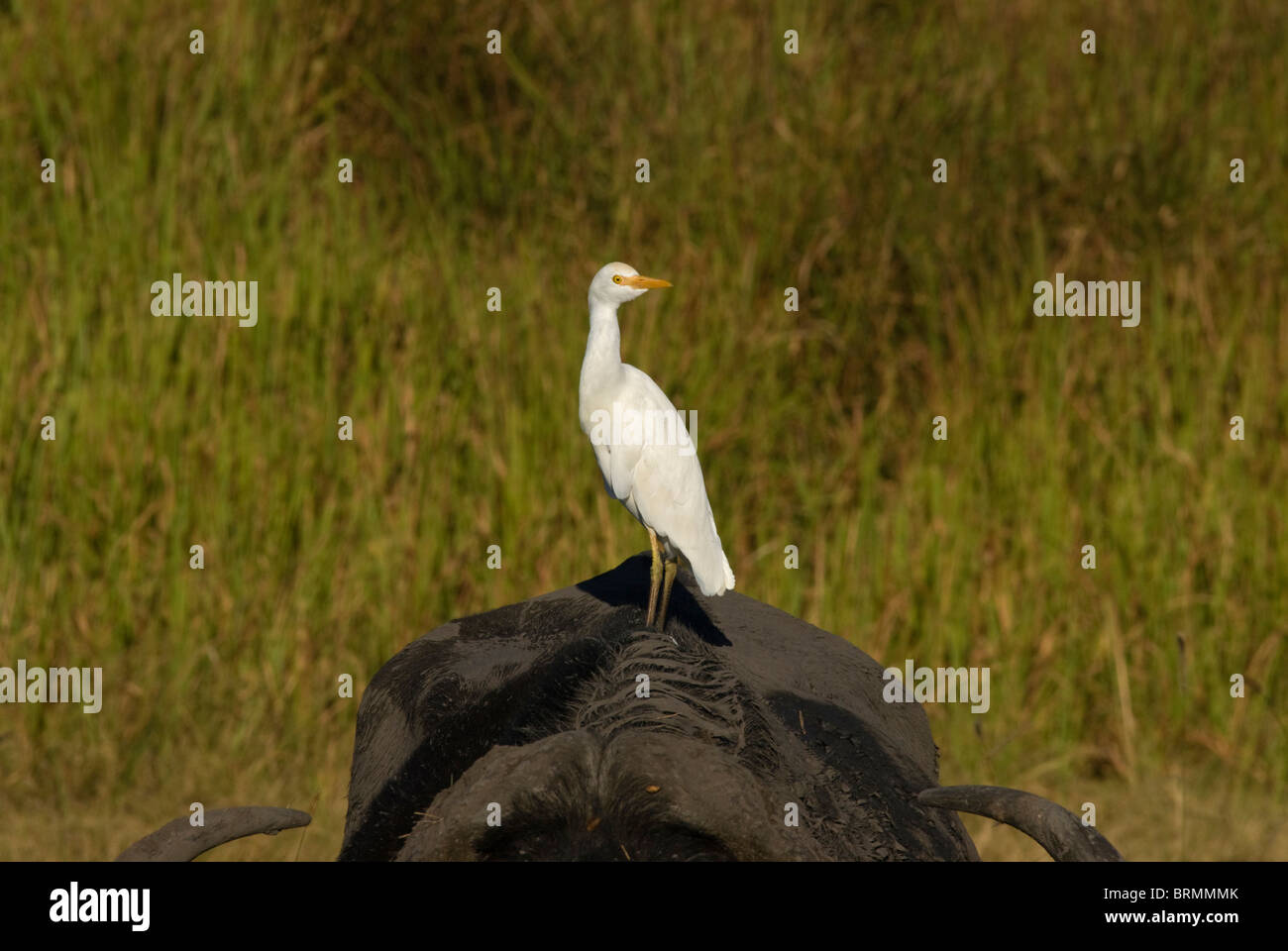 Little egret perched on the back of a buffalo Stock Photo