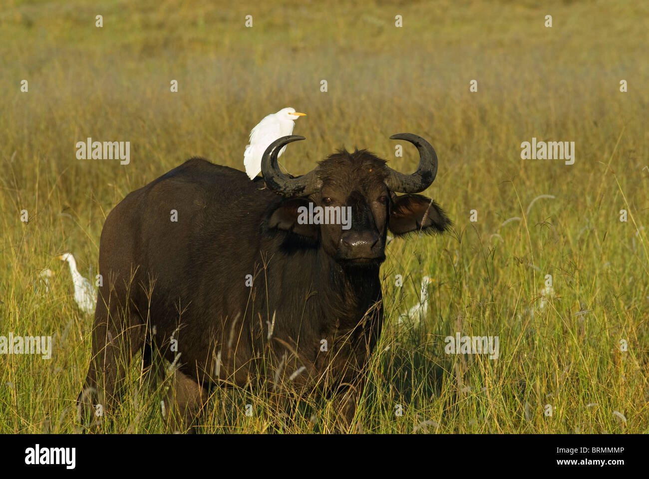 Buffalo with an egret on its back and two standing in the grass along side it Stock Photo