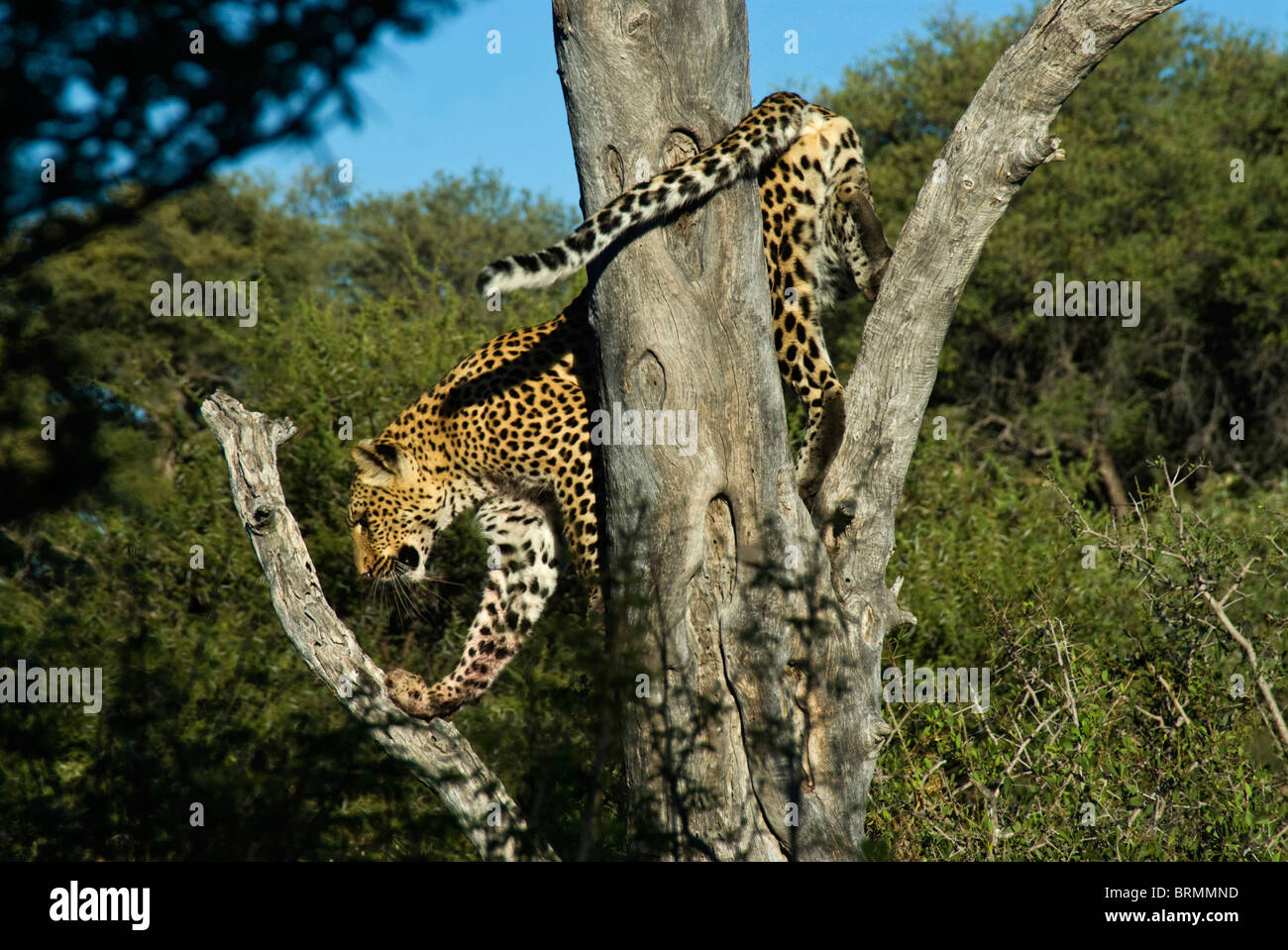 Leopard climbing down a dry tree trunk Stock Photo