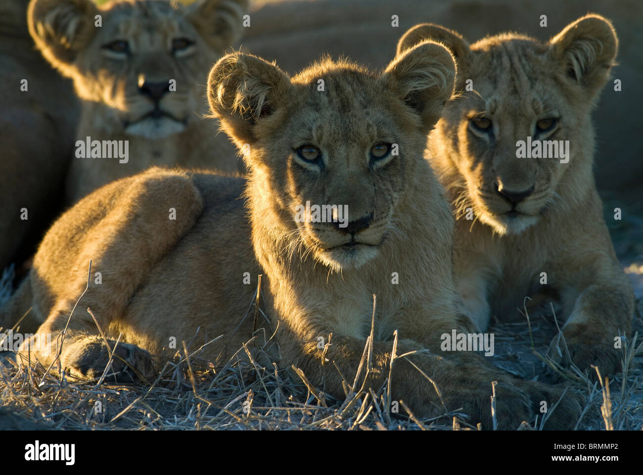 A close up of three lion cubs resting Stock Photo
