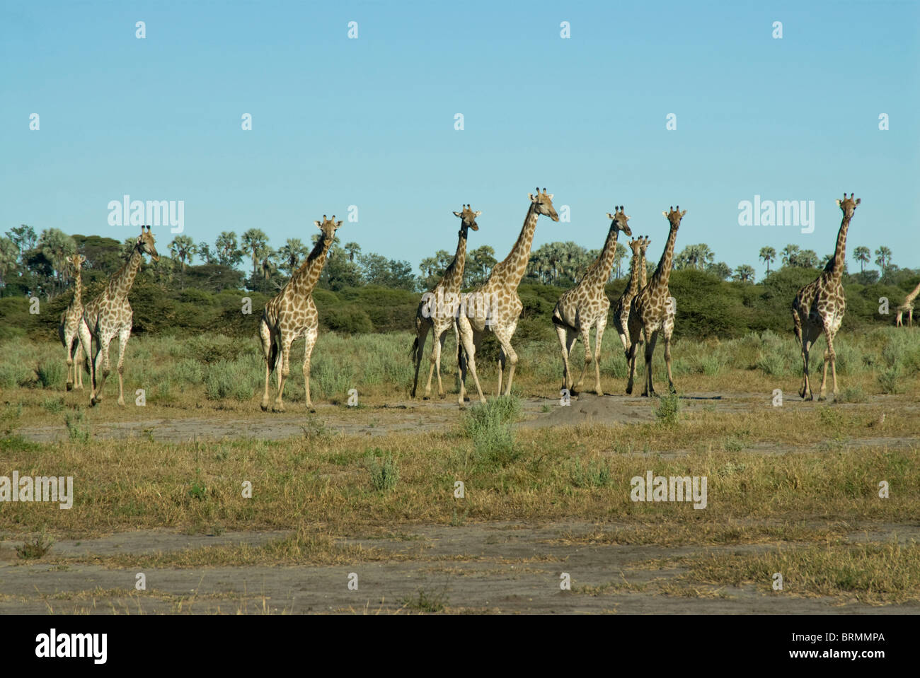 A herd of giraffe standing together in open grassland Stock Photo