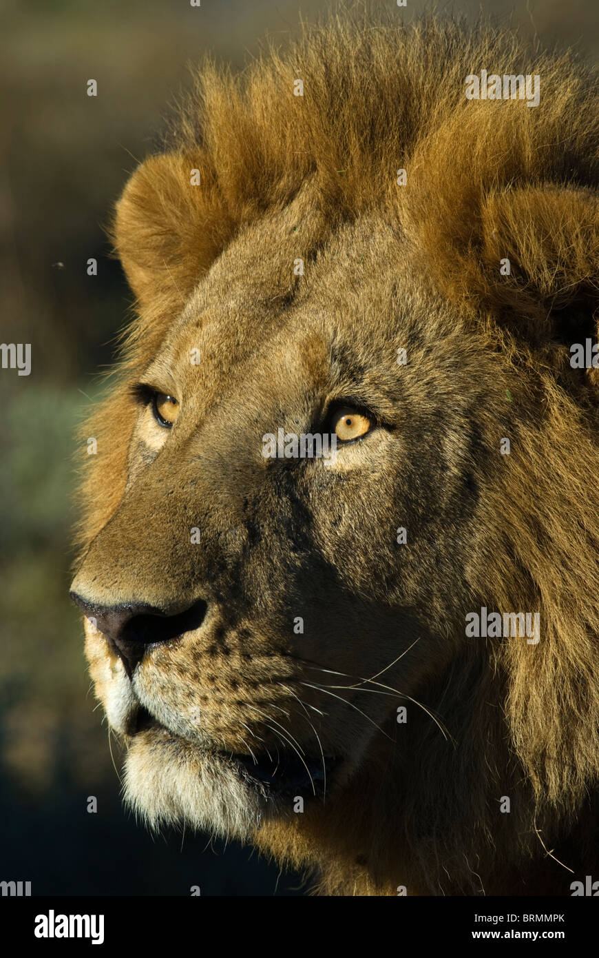 Male lion portrait hi-res stock photography and images - Alamy