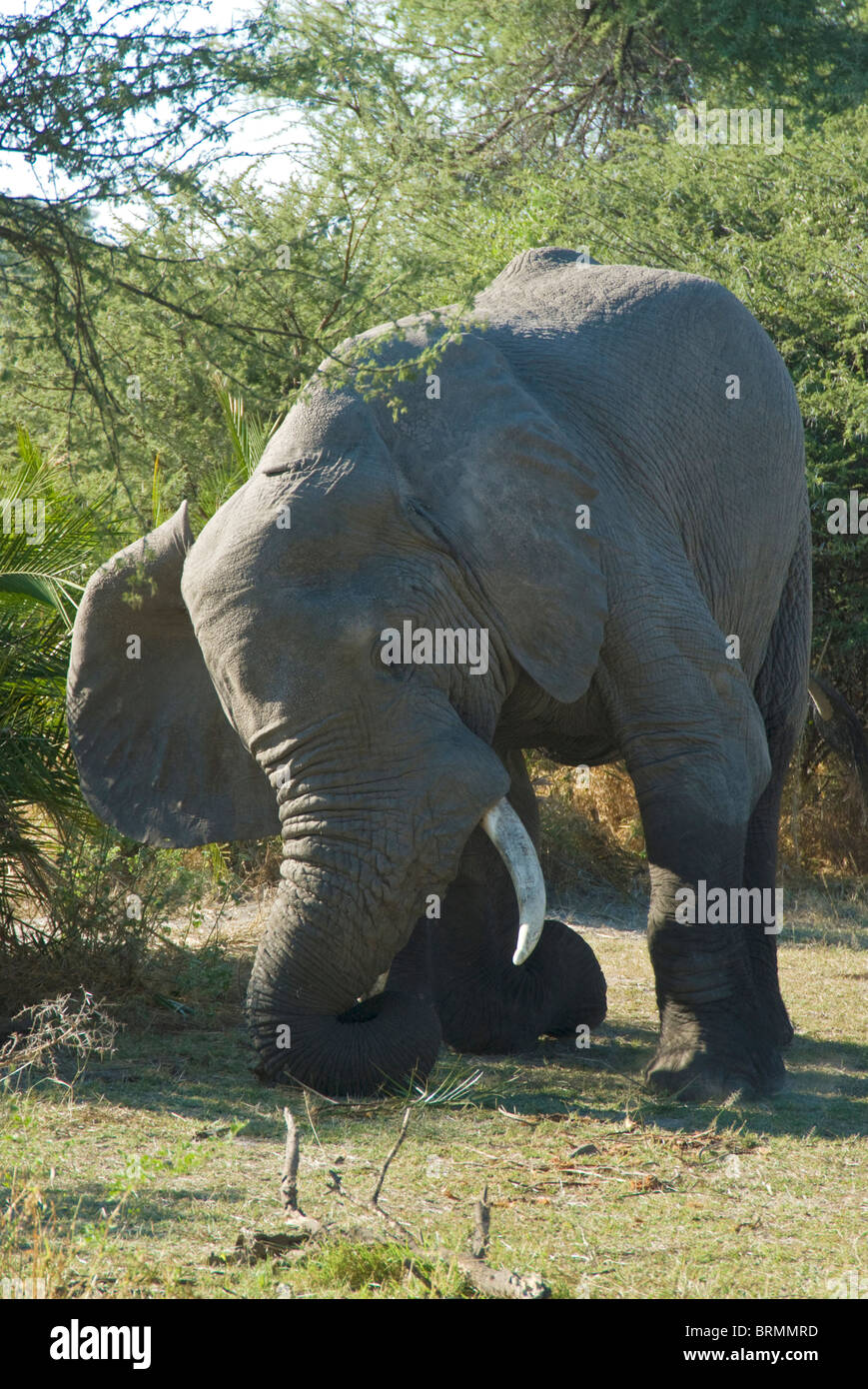 Elephant bending down and using its tusk to dig out a root close to the ground Stock Photo