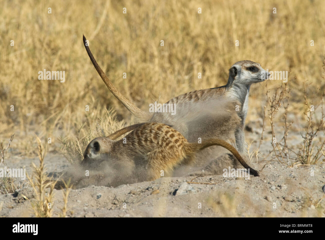 Suricate or meerkat frantically digging a hole Stock Photo