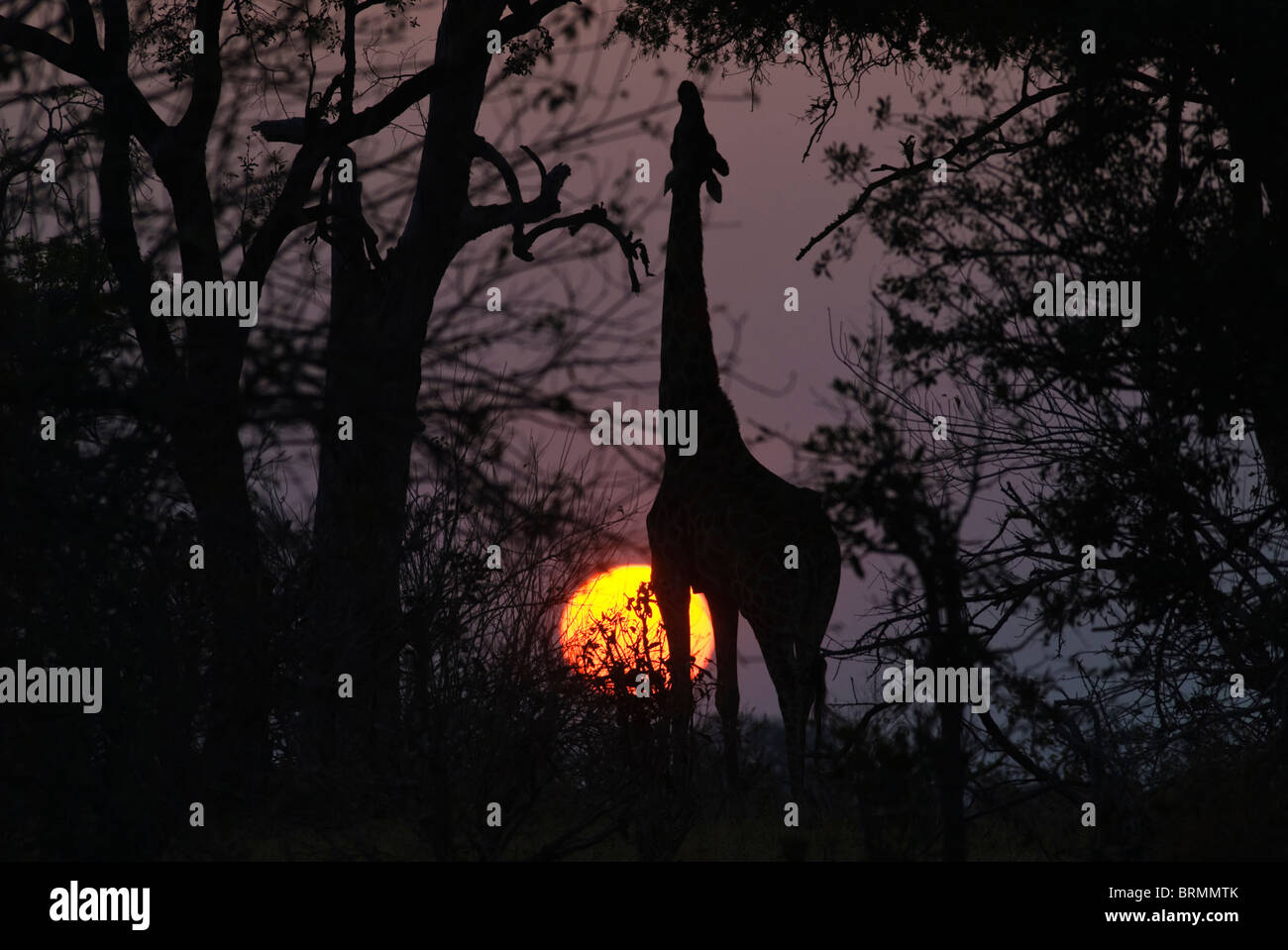Silhouette of giraffe stretching its neck to reach leaves with setting ...