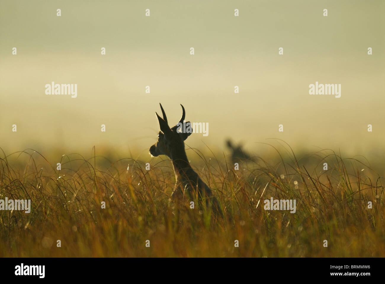Buck hi-res stock photography and images - Alamy