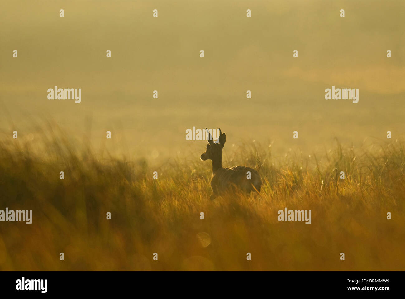 Common Reed buck silhouetted in long grass at sunset Stock Photo