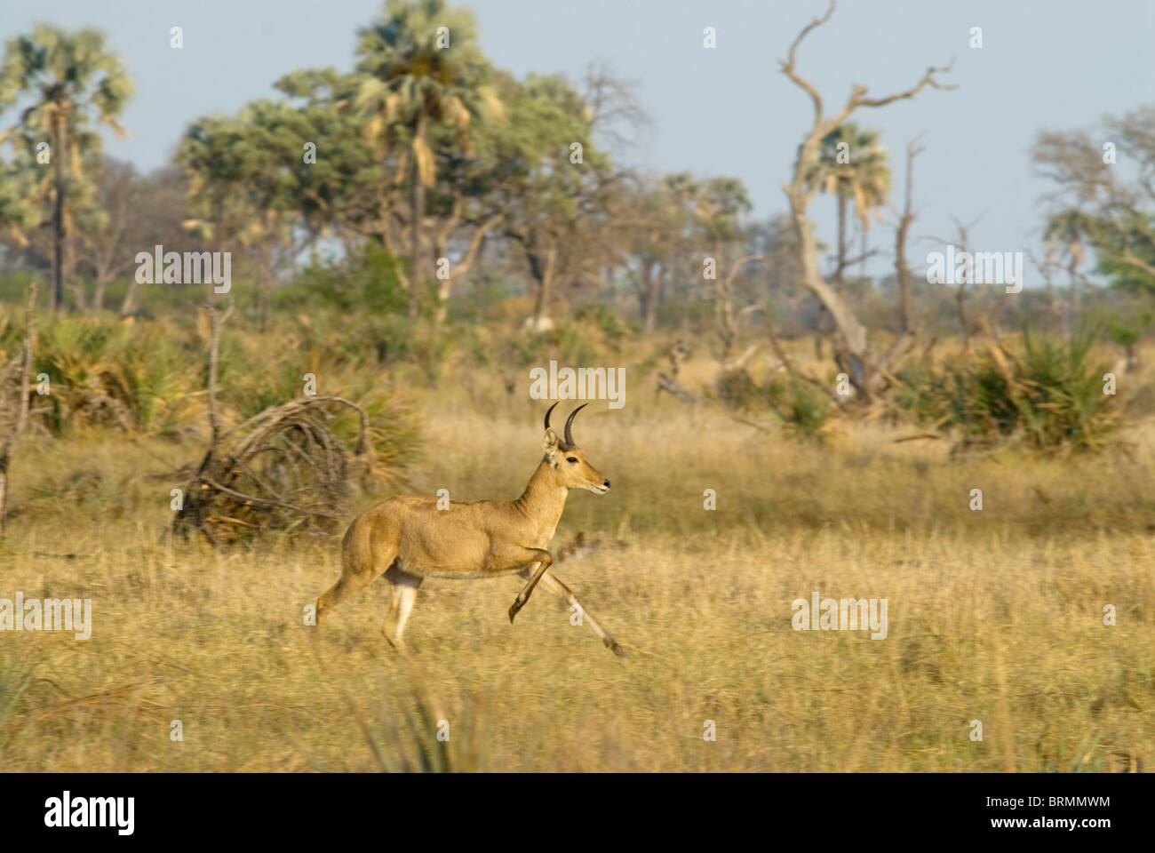 Scenic view of a Common Reed buck running in open savanna Stock Photo