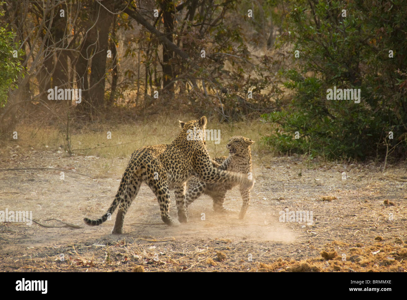 Leopards fighting Stock Photo