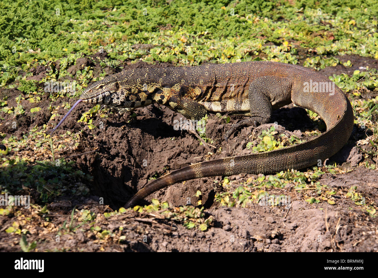 Leguaan or Monitor lizard with its tongue outstretched Stock Photo