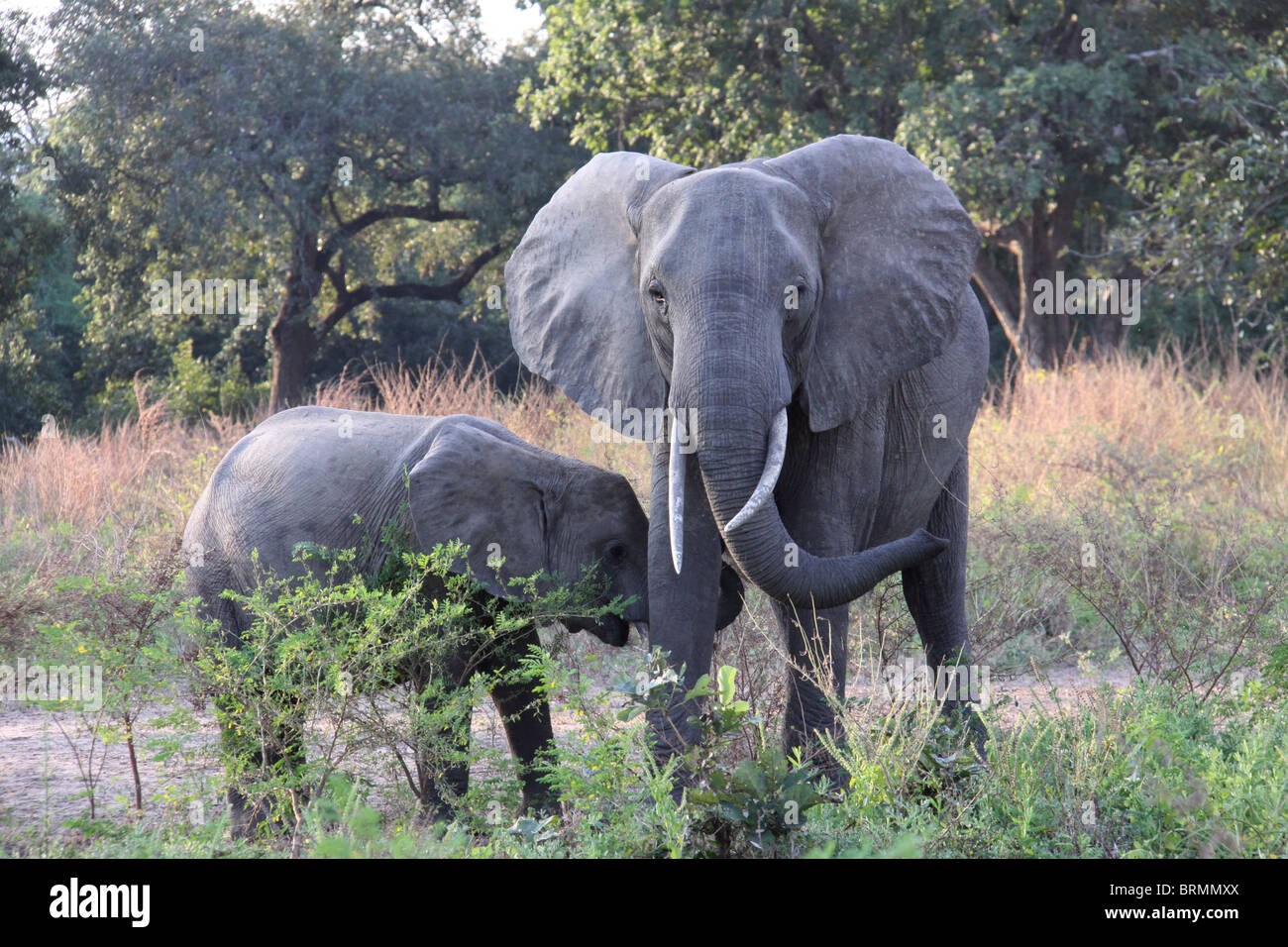 Elephant mother with a straight and curved tusks and her calf Stock Photo
