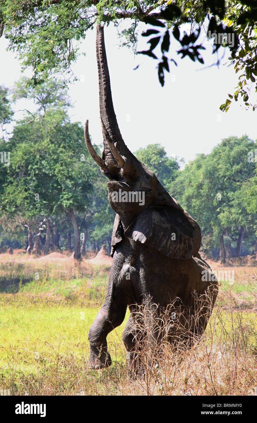 Frontal view of an elephant reaching up to feed of the leaves of a tree Stock Photo