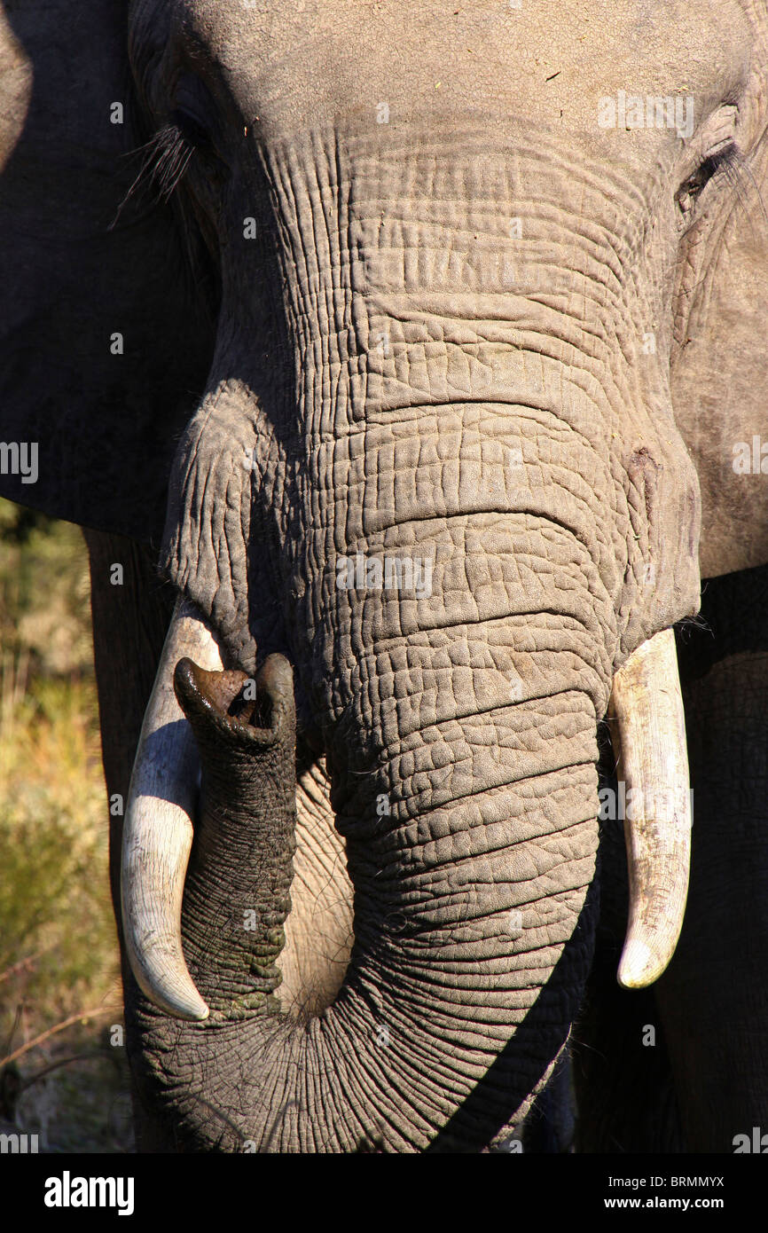 A close up of an elephant head, tusks and curled trunk sniffing the air Stock Photo