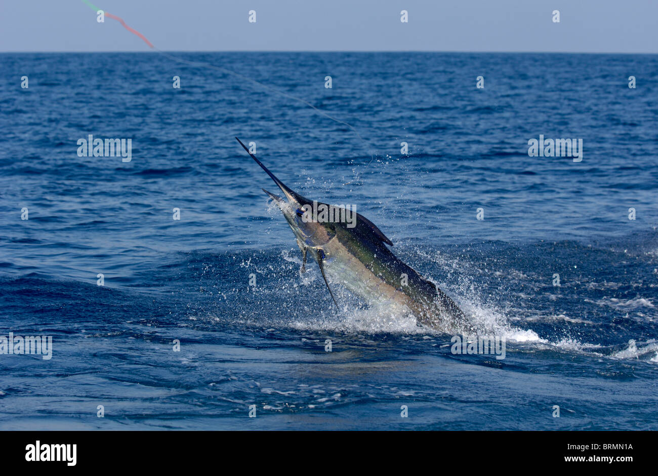 Blue Marlin caught and being dragged in the water Stock Photo - Alamy