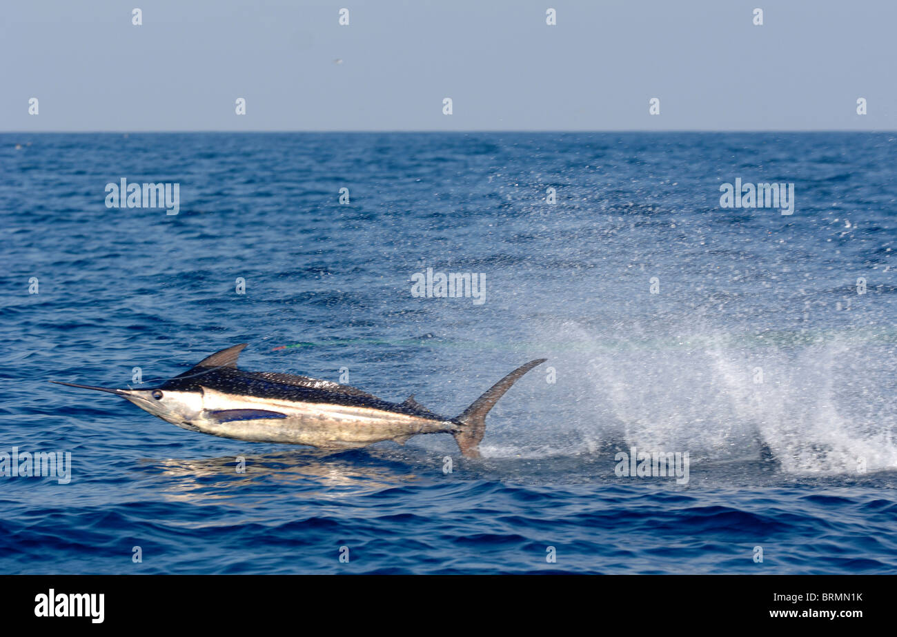 Blue Marlin caught and its entire body skimming the top of the water