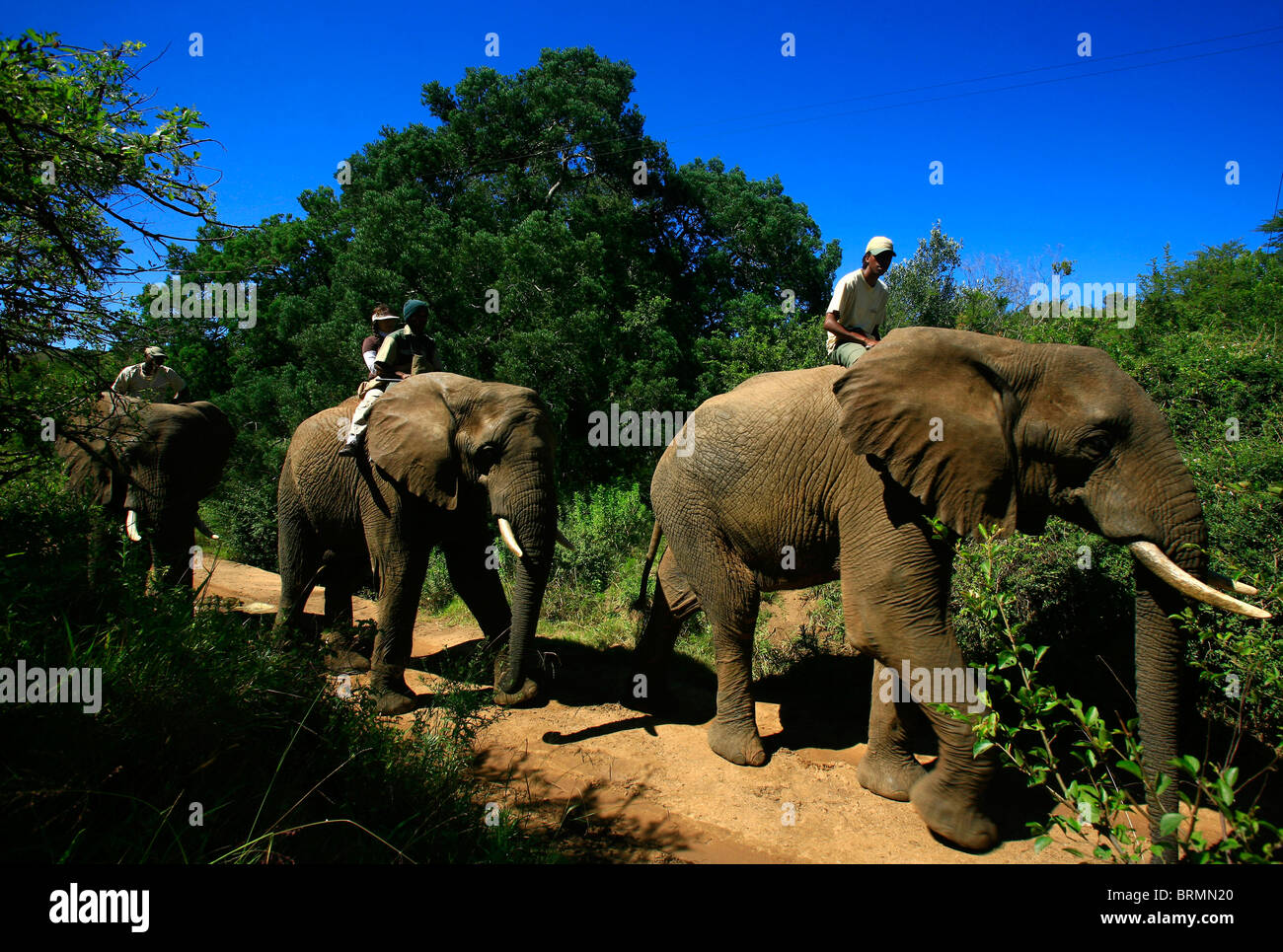 Tourists on elephant-back safari Stock Photo