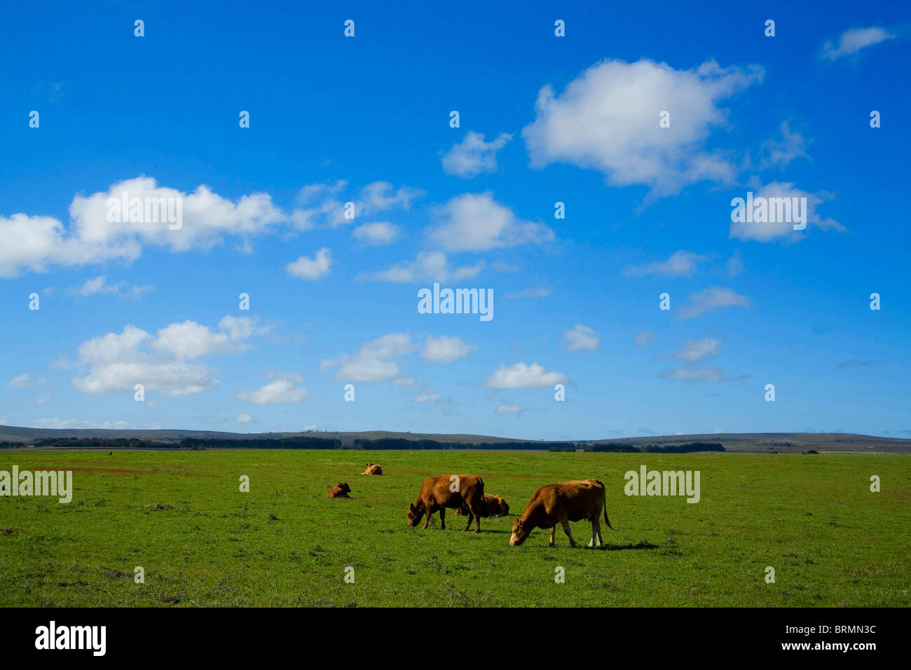 Cows grazing in green field Stock Photo