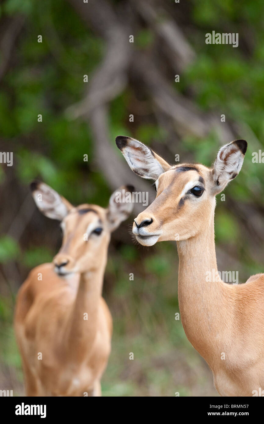Portrait of two Impala females Stock Photo