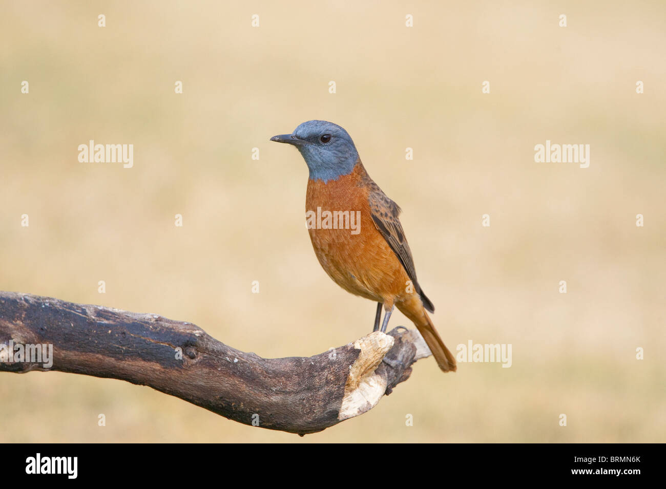 Cape Rock thrush perched on dry branch Stock Photo