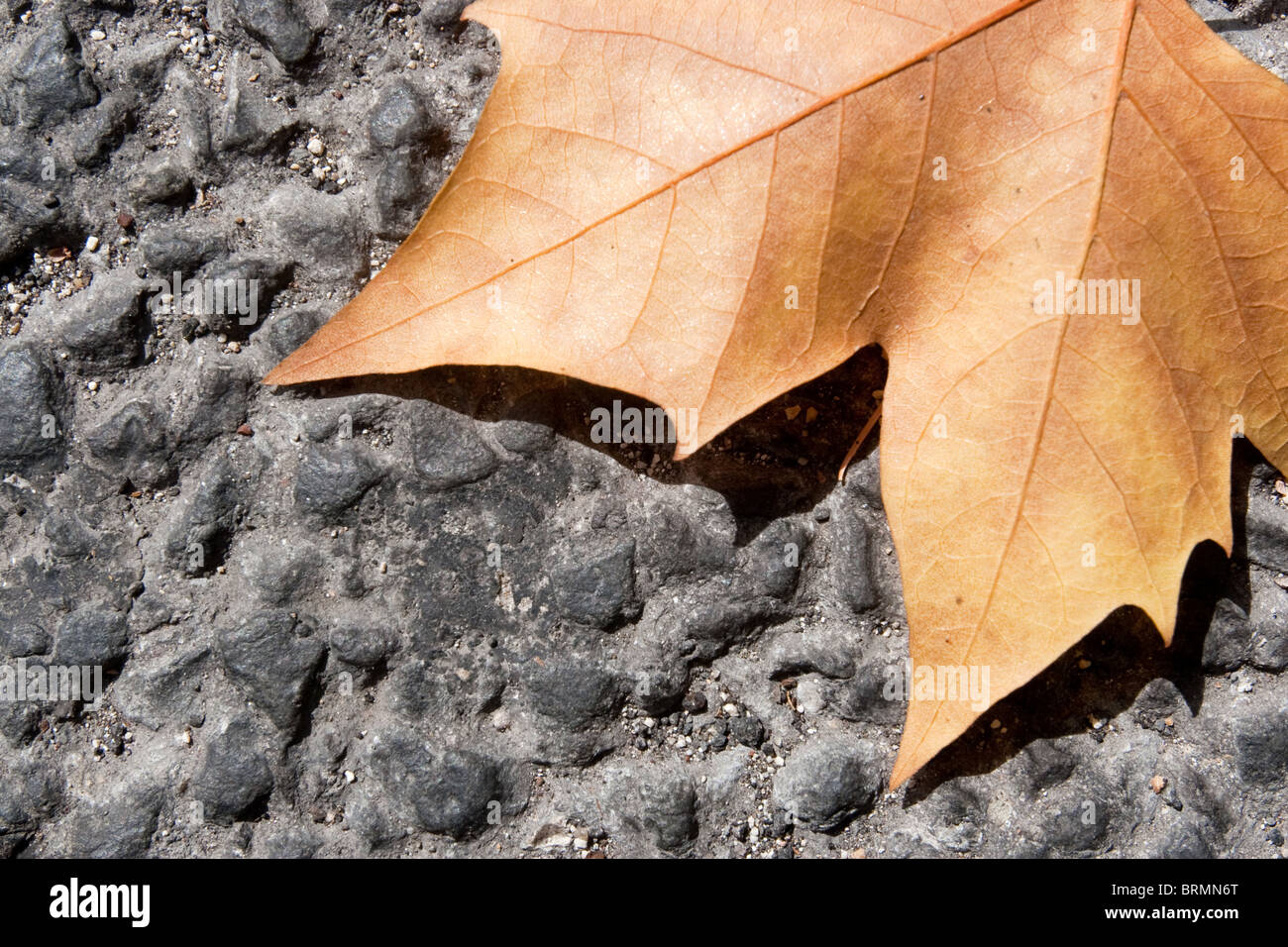 Single dry leaf hi-res stock photography and images - Alamy